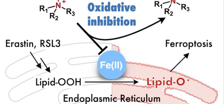 2025 July 3. 河合くん(D3)が第一著者の論文がChem. Sci.にアクセプトされ、表紙に選ばれました。高エネルギー加速器研究機構の野澤先生、春木さんとの共同研究です。また、研究の一部は岐阜高校の生徒さんにお手伝いいただいたものです。 2025 July 3. 河合くん(D3)が第一著者の論文がChem. Sci.にアクセプトされ、表紙に選ばれました。高エネルギー加速器研究機構の野澤先生、春木さんとの共同研究です。また、研究の一部は岐阜高校の生徒さんにお手伝いいただいたものです。
