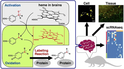 2025 Dec 12　ヘム活性化型生体分子修飾反応に関する研究がJ. Am. Chem. Soc.誌にアクセプトされました。嶋澤研究室（岐阜薬大）、浜地研究室（京大）、竹山研究室（早稲田大）との共同研究の成果です。